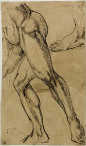 Lábak és lábak férfi akt alkotó: Michelangelo Buonarroti