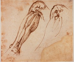 Két lábon végzett tanulmányok alkotó: Michelangelo Buonarroti