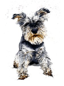 Ollie A schnauzer fehéren, 2019 alkotó: Mike Davis