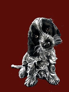 Rosie The Cocker spániel a Red Oxide-on, 2020 alkotó: Mike Davis