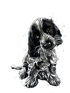 Rosie, a cocker spániel fehéren, 2019 alkotó: Mike Davis
