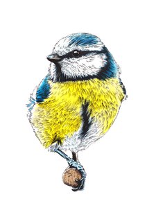 The Blue Tit on White, 2022   1421642   hu       hungarian Successfully Translated  Original: The Rose Garden, Rosneath House (colour litho) Translat: The Rose Garden, Rosneath House (colour litho) 1402924 hu hungarian Successfully Translated Original: The alkotó: Mike Davis