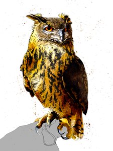 Sasbagoly fehéren, 2019