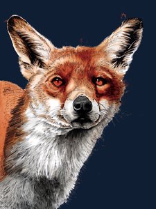 The Fox on Midnight Blue, 2020 alkotó: Mike Davis