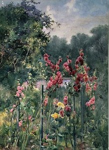 Hollyhocks