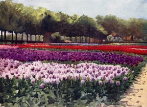Darwin tulipánok (színes litó)