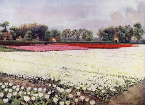 "Itt vannak neked tulipánok, fehérek, menyasszonyra vagy temetésre" (színes litho) alkotó: Mima Nixon