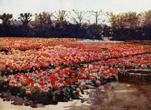 „Tavarodnak, építkeznek, a virágok frissek és szépek, és gazdag pompás műsoraikkal díszítik a világot” (színes litó)