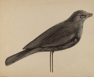 csali (sirály)