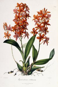 Epidendrum Vitellinus, 1837-41 körül alkotó: Miss Drake