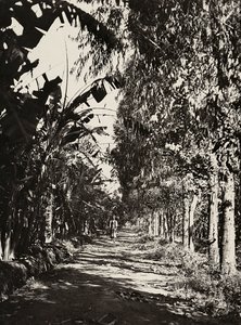 „Birodalom építése” a fasiszta korban: gyümölcsös liget Cherenben, 1936.05.09. (f/w fotó) alkotó: Modestino Baldinetti
