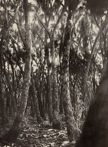 „Birodalom építése” a fasiszta korban: Dum pálmaliget, 1936.09.05. (f/w fotó) alkotó: Modestino Baldinetti