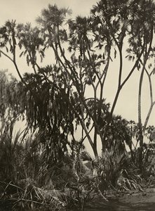 „Birodalom építése” a fasiszta korban: Dum pálmaliget, 1936.09.05. (f/w fotó) alkotó: Modestino Baldinetti