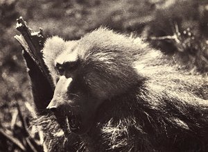 „Birodalom építése” a fasiszta korban: majom, 1936.09.05. (f/w fotó) alkotó: Modestino Baldinetti