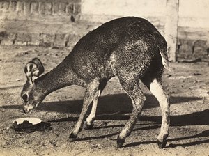 „Birodalom építése” a fasiszta korban: antilop, 1936.09.05. (f/w fotó) alkotó: Modestino Baldinetti