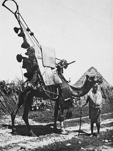 „Birodalom építése” a fasiszta korban: teve díszes esküvői szertartáshoz, 1936.09.05. (f/w fotó) alkotó: Modestino Baldinetti