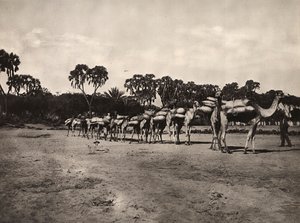 „Birodalom építése” a fasiszta korban: tevekaraván, 1936.09.05. (f/w fotó) alkotó: Modestino Baldinetti