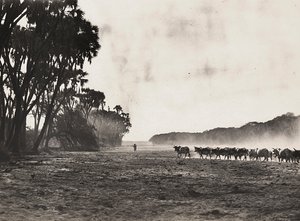 „Birodalom építése” a fasiszta korban: a Gasc folyó felé terelt marhák, 1936.09.05. (f/w fotó) alkotó: Modestino Baldinetti