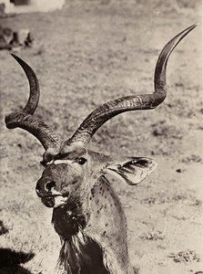 „Birodalom építése” a fasiszta korban: példa az agazenre, 1936.09.05. (f/w fotó) alkotó: Modestino Baldinetti