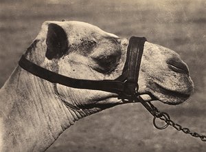 „Birodalom építése” a fasiszta korban: „bisciari” teve feje, 1936.09.05. (f/w fotó) alkotó: Modestino Baldinetti