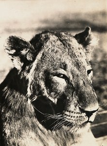 „Birodalom építése” a fasiszta korban: oroszlán feje, 1936.09.05. (f/w fotó) alkotó: Modestino Baldinetti