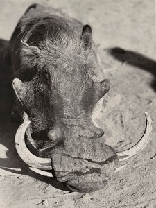 „Birodalom építése” a fasiszta korban: vaddisznó feje, 1936.09.05. (f/w fotó) alkotó: Modestino Baldinetti