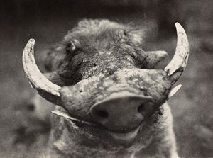 „Birodalom építése” a fasiszta korban: vaddisznó feje, 1936.09.05. (f/w fotó) alkotó: Modestino Baldinetti