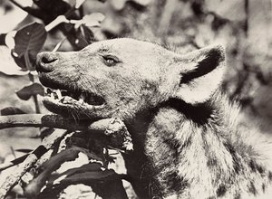 „Birodalom építése” a fasiszta korban: hiéna feje, 1936.09.05. (f/w fotó) alkotó: Modestino Baldinetti