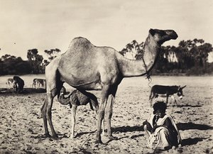 „Birodalom építése” a fasiszta korban: nomádok, 1936.09.05. (f/w fotó) alkotó: Modestino Baldinetti