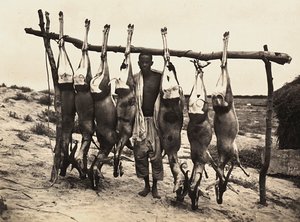 „Birodalom építése” a fasiszta korban: néhány befogott szarvas, 1936.09.05. (f/w fotó) alkotó: Modestino Baldinetti