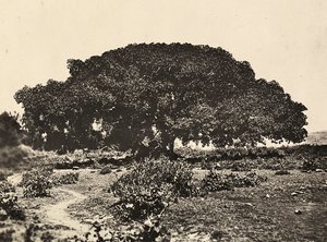 „Birodalom építése” a fasiszta korban: a „Sicomoro”, olasz foglyok udvara 1896-ban Aduában, 1936.05.09. (f/w fotó)