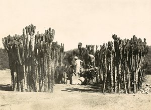 „Birodalom építése” a fasiszta korban: Nacfa kútja, 1936.09.05. (f/w fotó) alkotó: Modestino Baldinetti