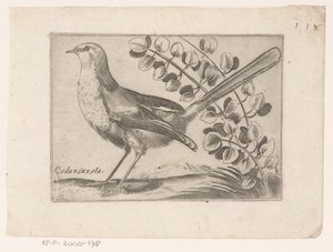 Vogel Codazinzola (cím a tárgyon) Vogels (sorozat címe)