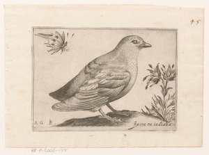 Vogel Passra Indiana (cím a tárgyon) Vogels (sorozat címe)