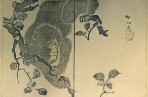 Majom, 1815, 1924.