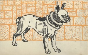 Pitbull terrier, 1912.