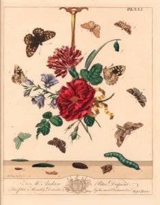 Szög árnyalatú lepke, Phlogophora meticulosa, tölgy horogvég, Watsonalla binaria, Mother Shipton lepke, Callistege mi, pettyes falepke, Pararge aegeria, horogvég, Watsonalla cultraria, barna porcelán jegy, Elophila nymphaeata és, Himaid