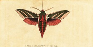 Elefánt sólyommoly, Deilephila elpenor., 1800 (metszet)