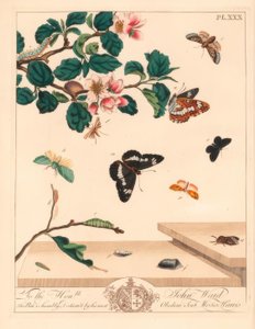 Nyolc lepke, Diloba caeruleocephala, fehér admirális, Limenitis arthemis, kéményseprő, Odezia atrata, vörös ívmoly, Callimorpha miniata, barna tollazatú lepke, Pterophorus pterodactylus, ritka ezüstvonalak, Bena bicolorana, Hypenoutout moth és sn alakja