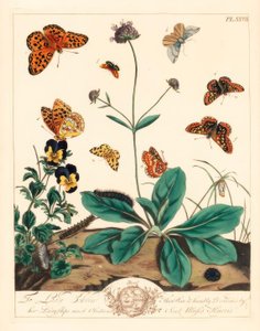 Zsíros fritillary, Euphydryas aurinia, magas barna fritillary, Fabriciana adippe, háromszögletű moly, Aplocera plagiata, pettyes sárga, Pseudopanthera macularia, és bíbor és arany moly, Pyrausta purpuralis, ördögharapáson, Succisa pratensis, és