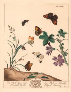 Réti barna pillangó, Maniola jurtina, fás hölgy vagy narancssárga hegy, Anthocharis cardamines és grizzled kapitány, Pyrgus alveolus