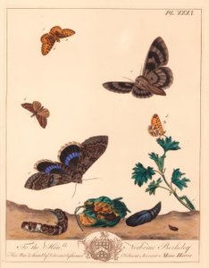 Gyöngyszegélyű kis lepke, Boloria selene és Clifden nonpareil lepke, Catocala fraxini