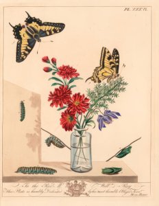 Fecskefarkú pillangó, Papilio machaon. Kézi színezett litográfia illusztráció után