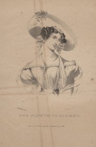 Cambria virága, C.G. Childs litográfiája, 1830