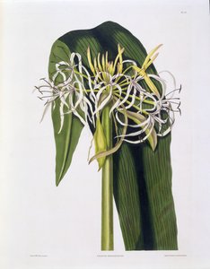 Crinum Declinatum, 43. tábla az „A Selection of Hexandrian Plants”-ból, R. Havell, London, 1831-34 (kézzel színezett metszet)