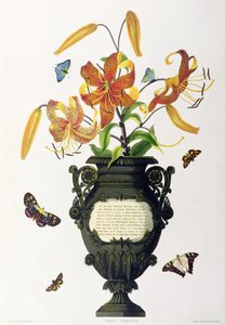 Lilium tigrinum (Tigrisliliom), a "Hexandriai növények válogatásából", R. Havell metszete, 1831-34 körül alkotó: Mrs Edward Bury