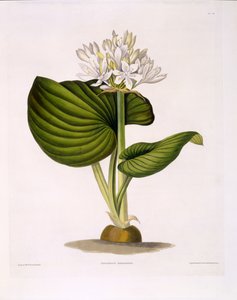 Pancratium Amboinense, 20. tábla az „A Selection of Hexandrian Plants”-ból, R. Havell, London, 1831-34 (kézzel színezett metszet) alkotó: Mrs Edward Bury
