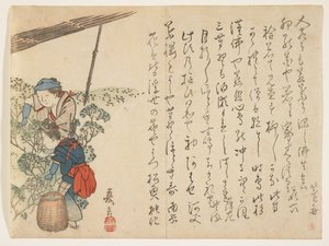 Tea Pickers, 1830-44 körül (színes fatömbnyomat) alkotó: Murata Kagen