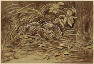 Kis nyúl (litho)