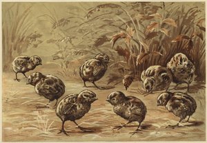 fogoly anya (litho)